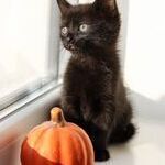 Le chat noir : d'o viennent les superstitions  Halloween ?