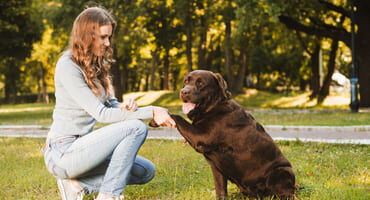 formation éducateur canin
