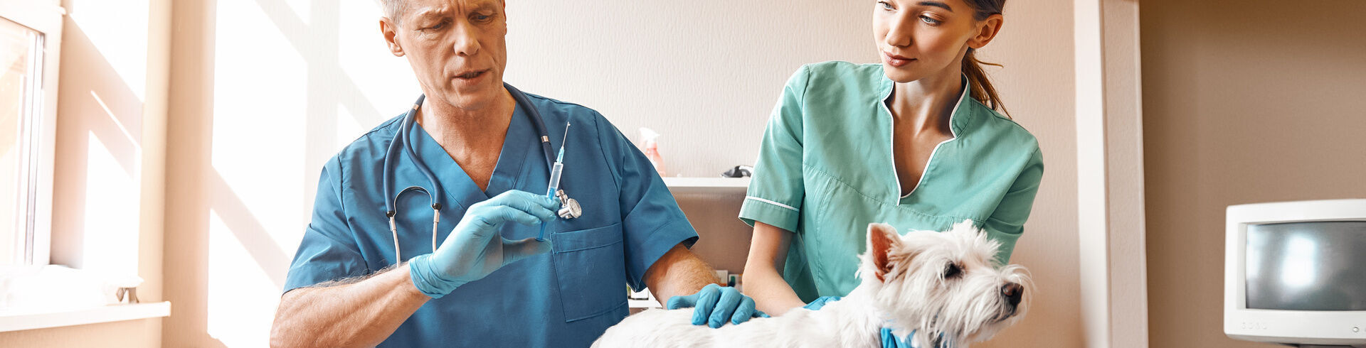 Formation d'auxiliaire vétérinaire : passion des soins animaliers