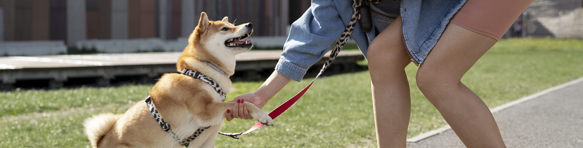 Une formation sur 2 ans pour devenir éducateur canin : le BP