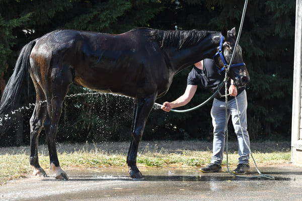 toilette cheval palefrenier