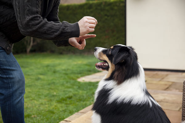 ducateur canin belgique