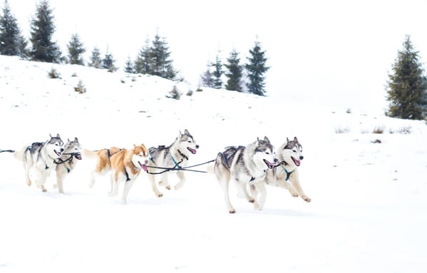 races chiens musher