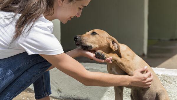 refuges animaux