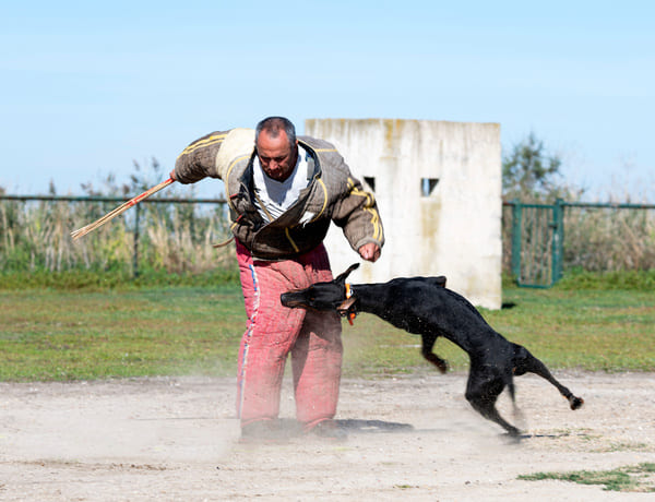 dressage animaux