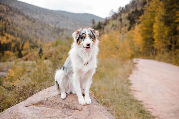 choisir sa race de chien