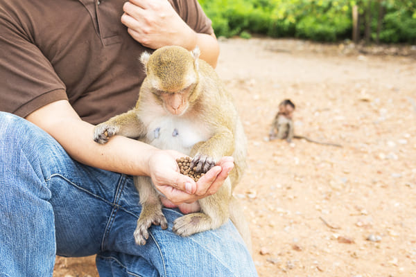 formation soigneur animalier