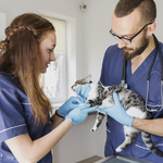 auxiliaire veterinaire