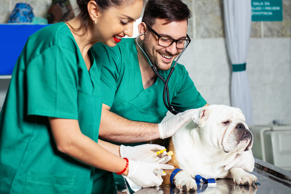 assistant veterinaire