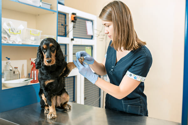 metier assistant veterinaire