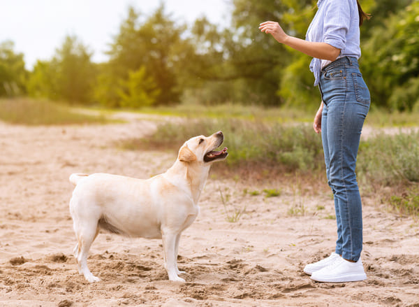 formation education canine