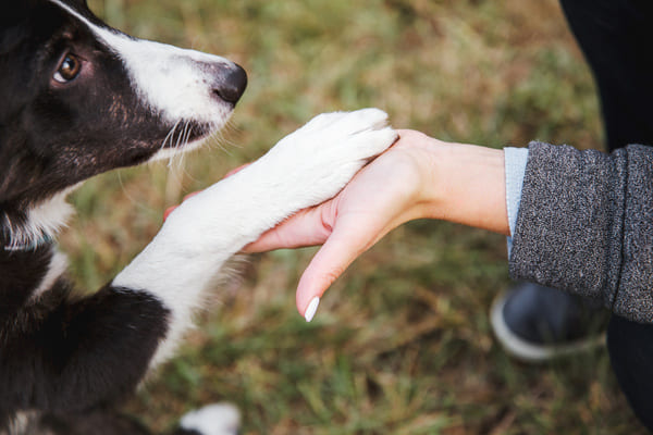 comportementaliste animaux