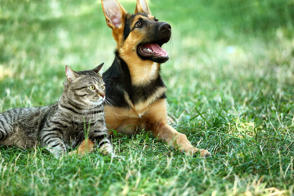 chien et chat