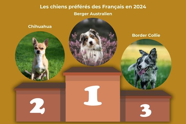 chiens prfrs des franais