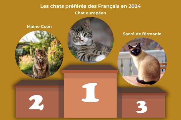 chats prfrs des franais