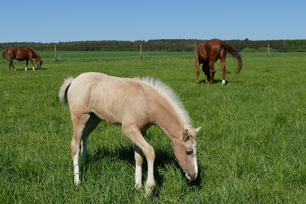 elevage chevaux