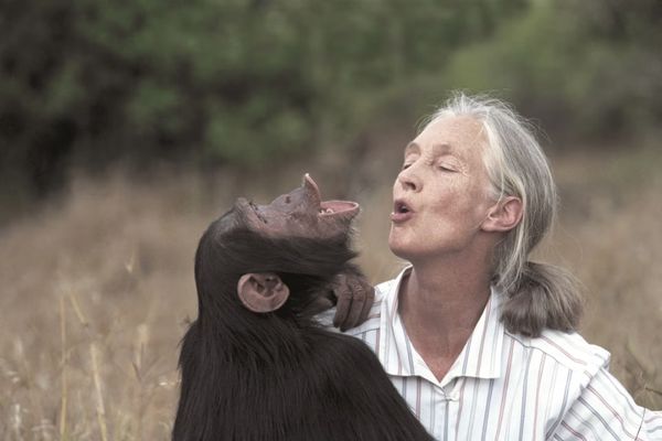 ethologue jane goodall
